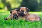 Harz Fox Puppies