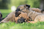 Harz Fox Puppies