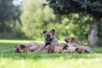 Harz Fox Puppies