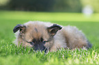 Harz Fox Puppy