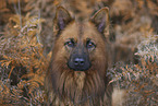 Harz Fox Portrait