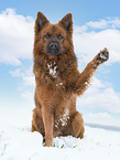 male Harz Fox