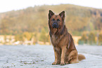 male Harz Fox
