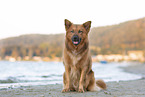 male Harz Fox