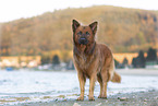 male Harz Fox