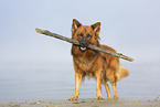 male Harz Fox