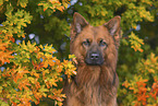 male Harz Fox