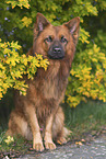 male Harz Fox