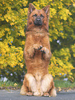 male Harz Fox