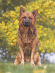 male Harz Fox
