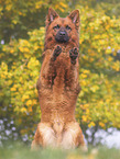male Harz Fox