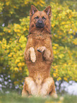 male Harz Fox