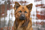 male Harz Fox