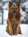male Harz Fox