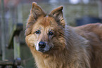 old Harz Fox Portrait