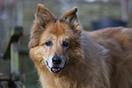 old Harz Fox Portrait