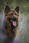 male Harz Fox