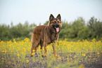 male Harz Fox