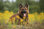 male Harz Fox