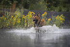 male Harz Fox