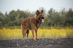 male Harz Fox