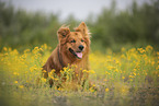 male Harz Fox