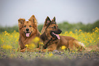 male Harz Foxes