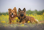 male Harz Foxes