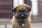 Harz Fox Puppy