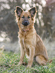 female Harz Fox
