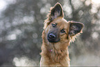 female Harz Fox