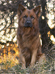 male Harz Fox