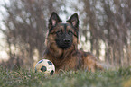male Harz Fox