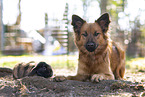 female Harz Fox