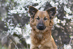 female Harz Fox