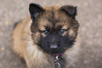 Harz Fox Puppy
