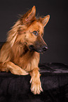 Harz Fox in studio