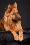 Harz Fox in studio