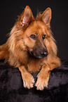 Harz Fox in studio