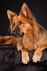 Harz Fox in studio