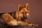 Harz Fox in studio