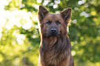 Harz Fox in summer