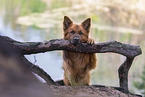 Harz Fox in summer