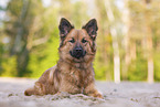 Harz Fox in summer
