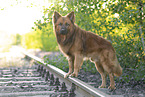 Harz Fox in summer