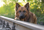 Harz Fox in summer