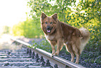 Harz Fox in summer