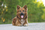 Harz Fox in summer