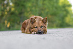 Harz Fox in summer
