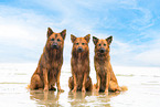 adult Harz Foxes